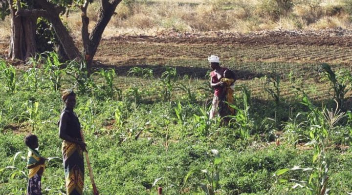 le Pafao lance un appel à projets d’agriculture familiale.