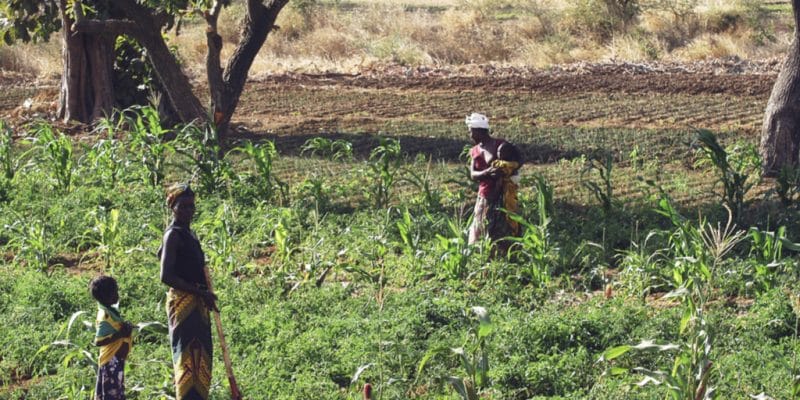 le Pafao lance un appel à projets d’agriculture familiale.