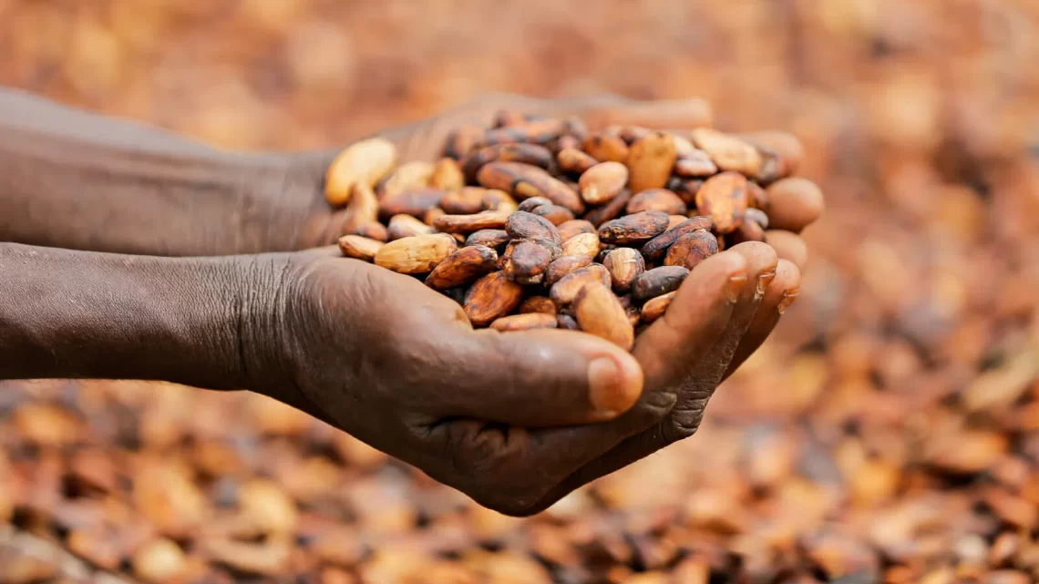 Africa Cocoa Fund pour soutenir les producteurs de cacao en Afrique de l’Ouest et du Centre